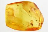 Detailed Fossil Fungus Gnat (Mycetophilidae) In Baltic Amber #357817-1